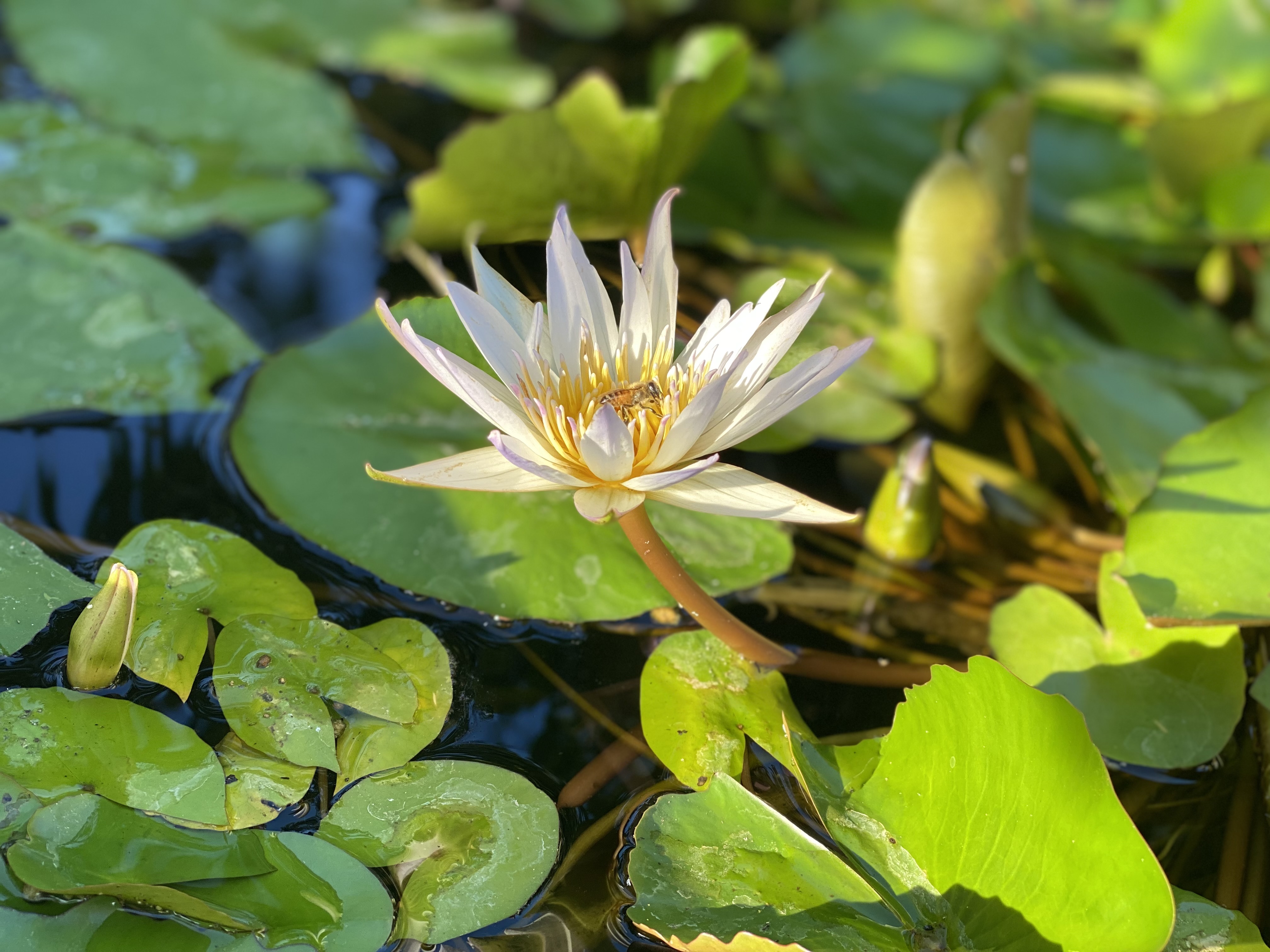 This image has an empty alt attribute; its file name is img_9183.jpeg